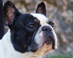 Associazioni animali: Rescue Bouledogue Francese Italia