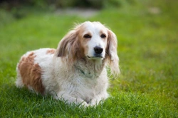 10 Tips for Dogs With Diabetes Mellitus