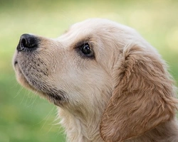 Quando e come iniziare l’addestramento di un cane