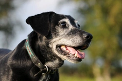 Tips On Looking After an Older Dog