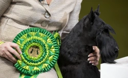 Crufts 2015 - The good parts