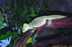 Bazilišci rodu Basiliscus