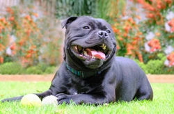 Is the Staffordshire bull terrier falling in popularity?