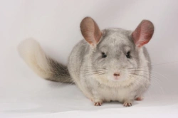 10 Essential Tips for Chinchilla Owners