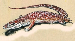 Varanus acanthurus Varanidae