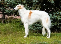 Afghan Hound or Borzoi, which is best for you