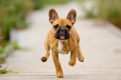 How your dog’s conformation can dictate the type of exercise they should perform