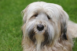 Oxalate nephropathy in Tibetan Terriers