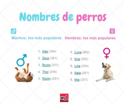 ¿Qué nombre le pongo a mi perro?