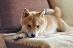 Terapia Bowen para perros: un tratamiento holístico y suave