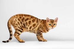 Cat Breeding: Is it the Right Choice for You?