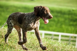 10 things you need to know about the pointer dog breed, before you go and buy a puppy
