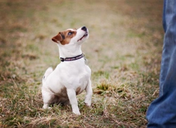 Probiotics for Dogs