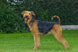 Five interesting facts about the Airedale terrier