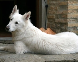 Film "Cane bianco": di che razza era il cane protagonista?
