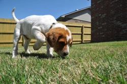 Thinking about getting a Puppy?