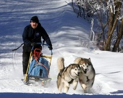 L'Alaskan Malamute e il lavoro - Parte quarta