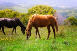 Caring for the Companion Horse