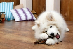 10 household products that can make your dog sick if they eat them