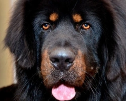 Tibetan Mastiff: prezzo e costo, carattere e dove trovare i Cuccioli