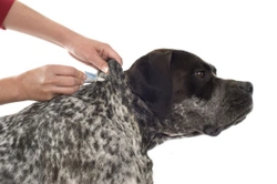 How to deal with stubborn or recurring flea infestations