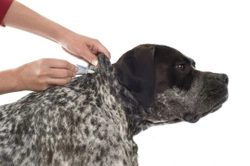 Dog Flea Infestation? Tips for Effective Treatment