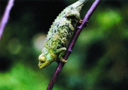 Chameleon jacksonův