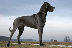 Five care and management considerations specific to giant dog breeds