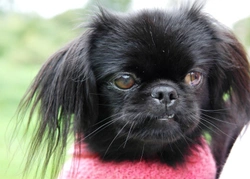 The Problem of Undershot Jaws in the Pekingese