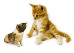Can Cats & Small Pets Live Together Safely?