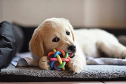 Six things that dogs like to chew that can be bad for them