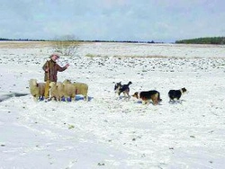 Pracovné psy Border Collie v Nemeckej