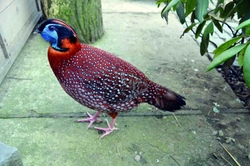 Neobvyklý odchov satyrů temminckových (Tragopan temminckii)