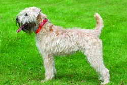 Irský jemnosrstý pšeničný teriér (Irish Soft Coated Wheaten Terrier)