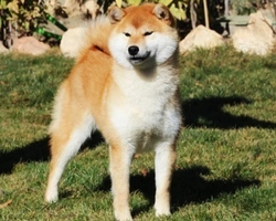 Le origini, la storia e le caratteristiche dello Shiba Inu