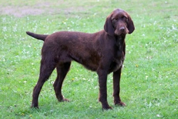 The Handsome German Pudelpointer