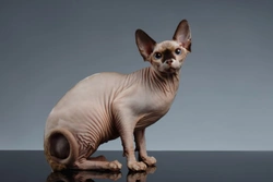 10 datos fascinantes sobre gatos esfinge que debes conocer