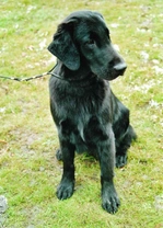 Flat Coated Retriever