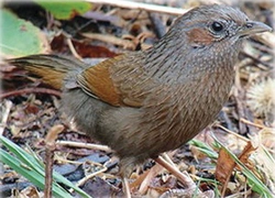 Sojkovec pospolitý (Garrulax lineatus) – historický prvoodchov