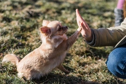 What tone of voice should you use with your dog?