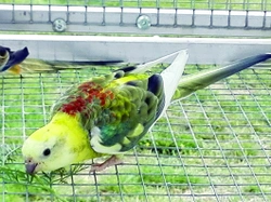 Papoušek zpěvavý (Psephotus haematonotus), 4. část – Hygiena chovu