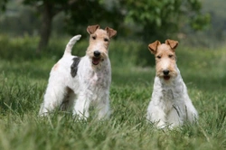 Fox terrier hereditary health and genetic diversity