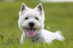 Are West Highland Terriers good with children?