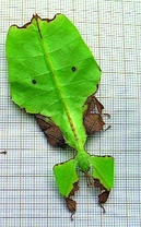 Lupenitka obrovská – Phyllium giganteum