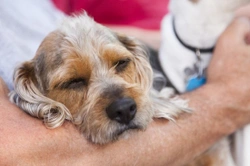10 Common Mistakes Dog Owners Make and How to Avoid Them