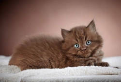 How a kitten’s personality is formed before they are old enough to go to their new homes