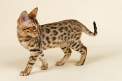 5 Expert Ways to Tell If Your Cat Is Healthy