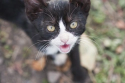 Dealing with a very noisy cat