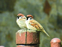 Vrabec polní Passer montanus (Linnaeus, 1758)