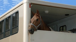 Resa med häst i sommar - så underlättar du resan